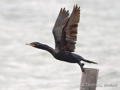 We Have Liftoff_33507.jpg - Double-crested Cormorant (Phalacrocorax auritus) photographed along the Gulf coast near Port Lavaca, Texas, USA.